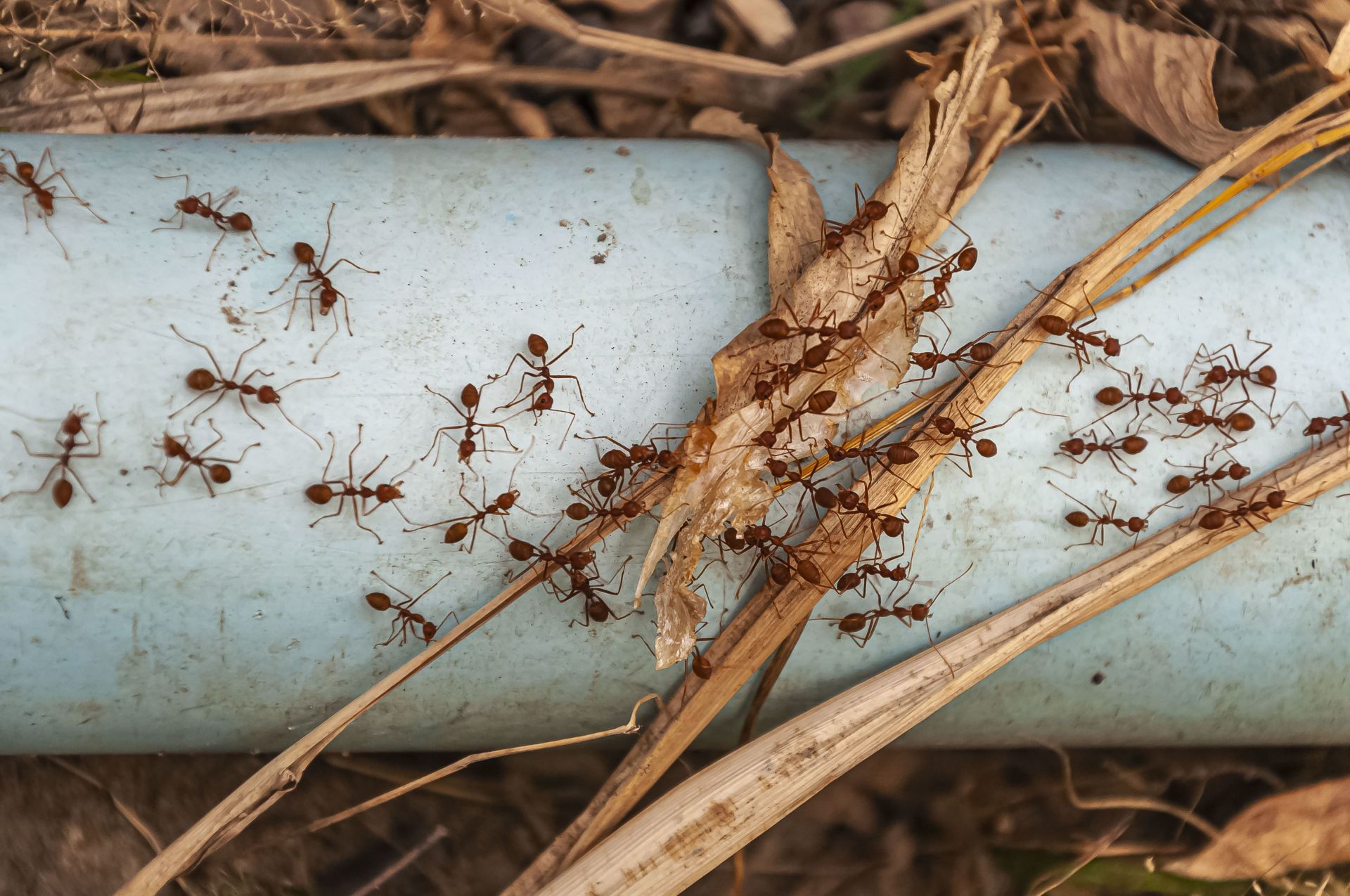 如何檢測白蟻的存在？
